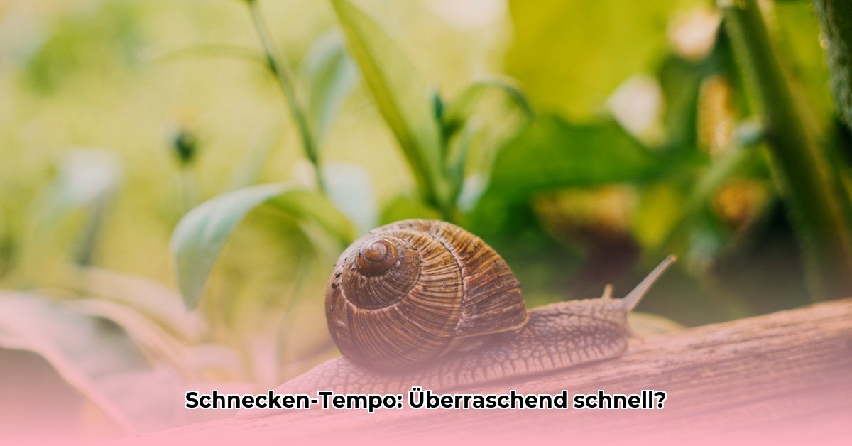 wie-schnell-ist-eine-schnecke